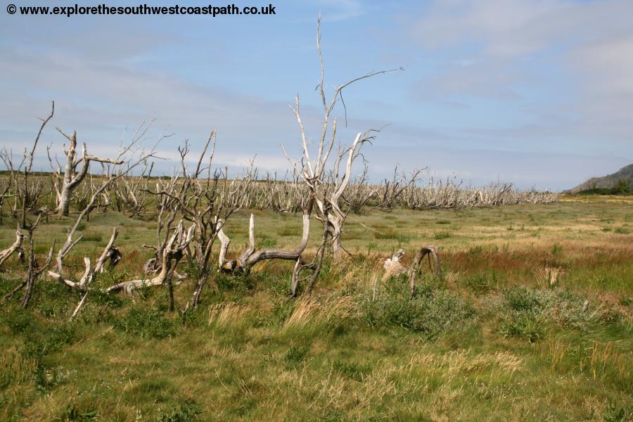 The Salt marsh at Porlock
