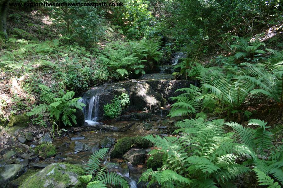 A stream through the woodland