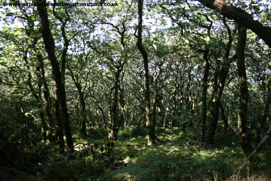 Ancient trees