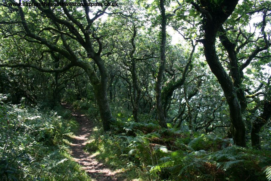 Wooded path approaching Bucks Mills