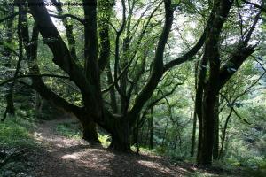 Woodland between Bucks Mills and Clovelly