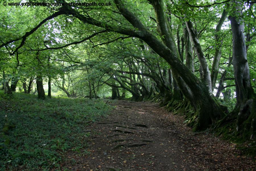 Woodland between Bucks Mills and Clovelly