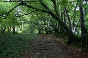 Woodland between Bucks Mills and Clovelly