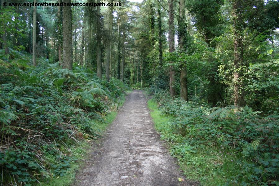 Woodland to the west of Sidmouth