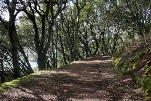 The path through Mount Edgcumbe Country Park