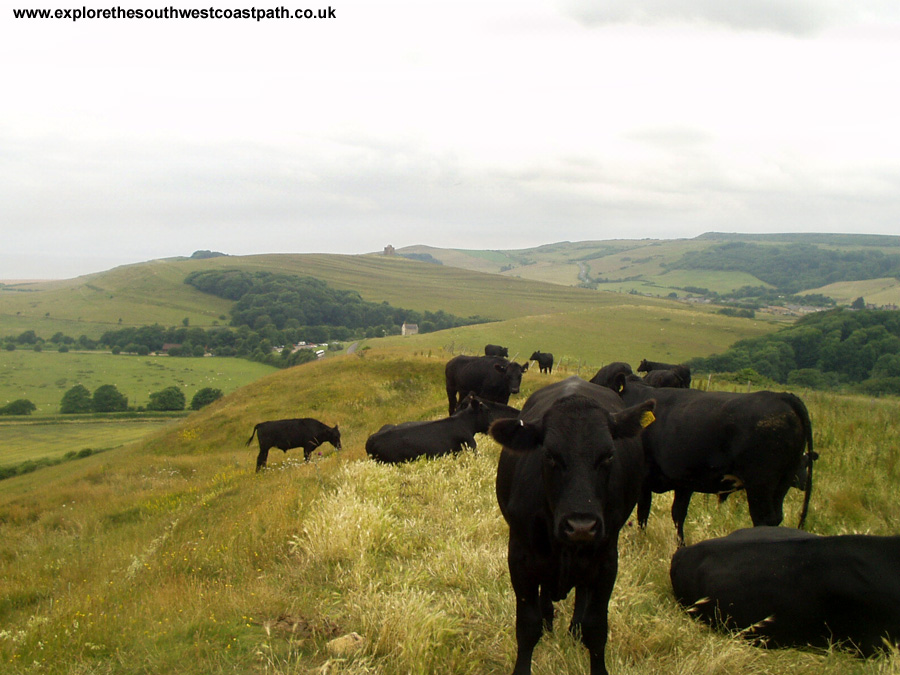 Cattle on the path near Clayhanger Farm