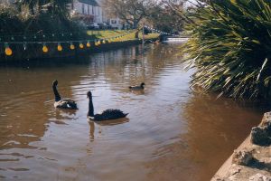 Dawlish.