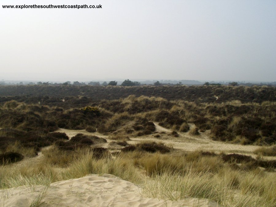 Studland Heath