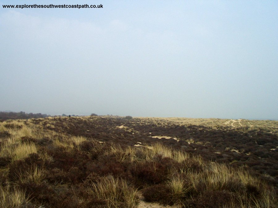 Studland Heath