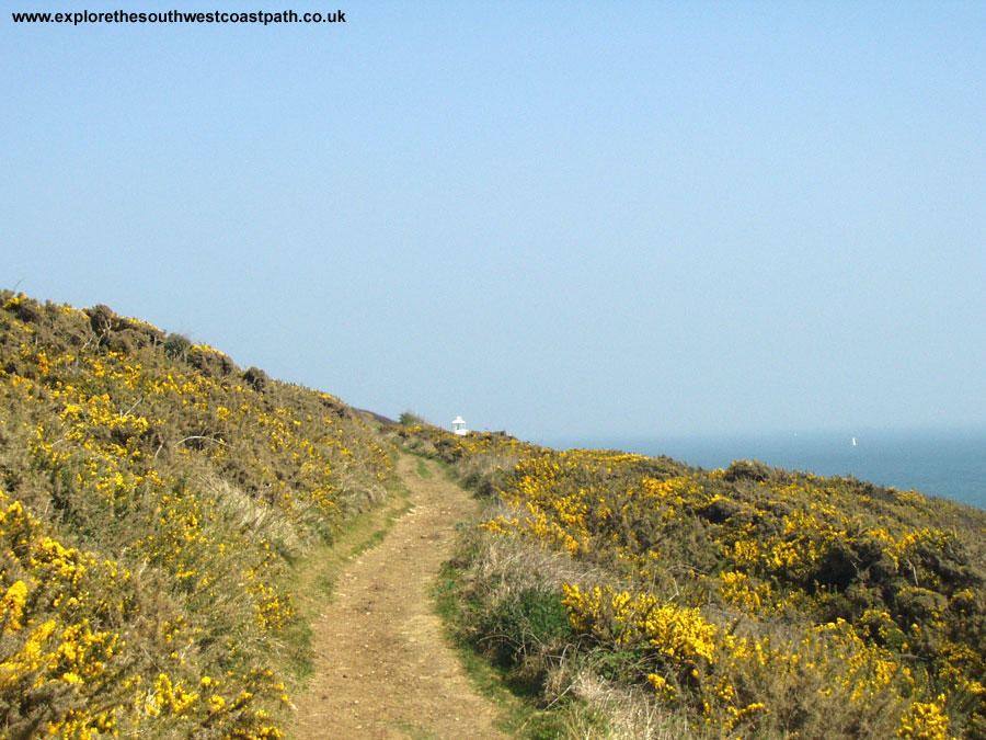 Gorse near Durlston Head